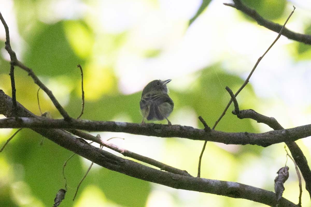 Pale-eyed Pygmy-Tyrant - ML642125375
