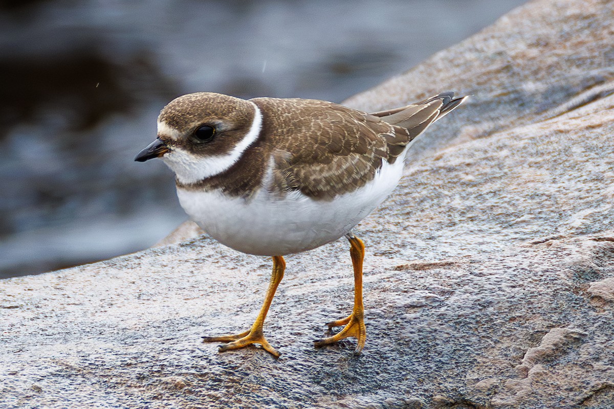 Semipalmated Plover - ML642125378