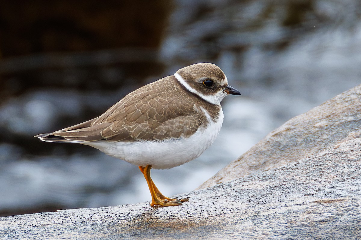 Semipalmated Plover - ML642125379