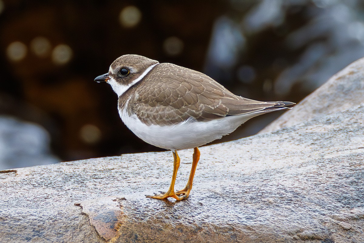 Semipalmated Plover - ML642125380