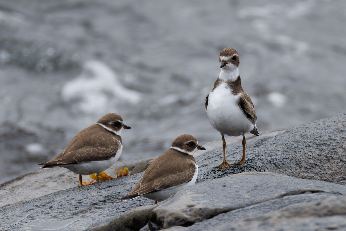 Semipalmated Plover - ML642125381