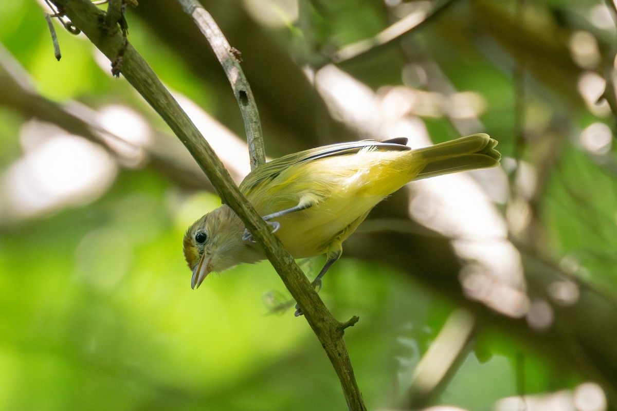 Golden-fronted Greenlet - ML642125383