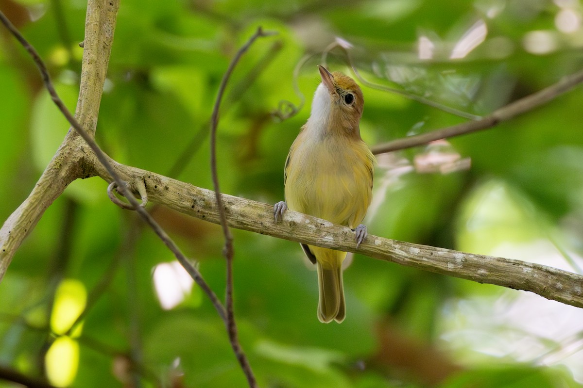 Golden-fronted Greenlet - ML642125384