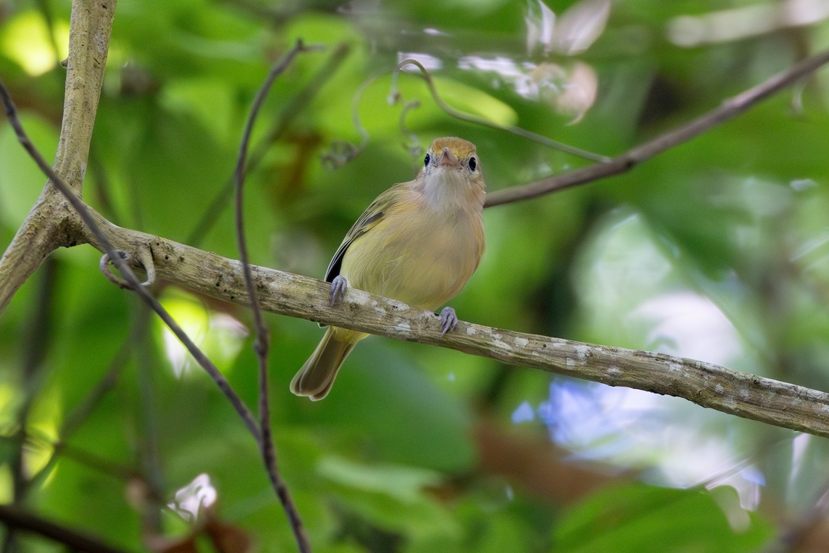 Golden-fronted Greenlet - ML642125385