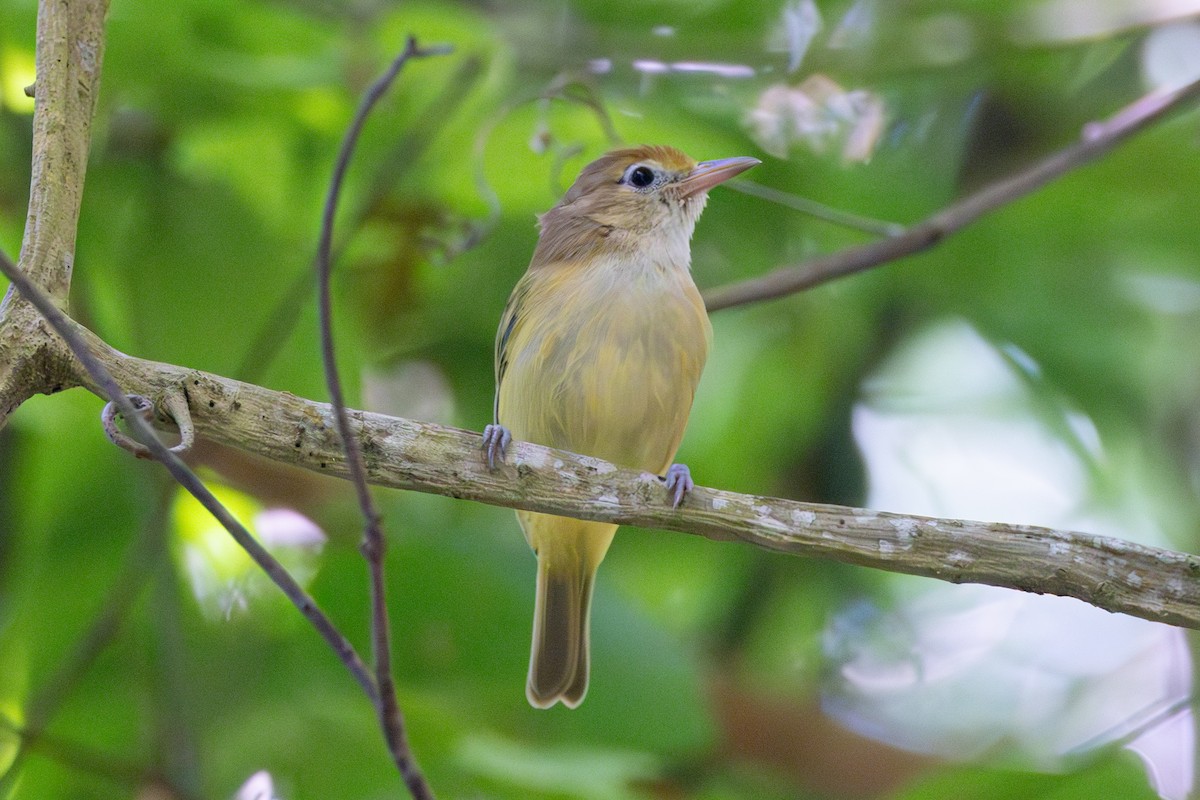 Golden-fronted Greenlet - ML642125386