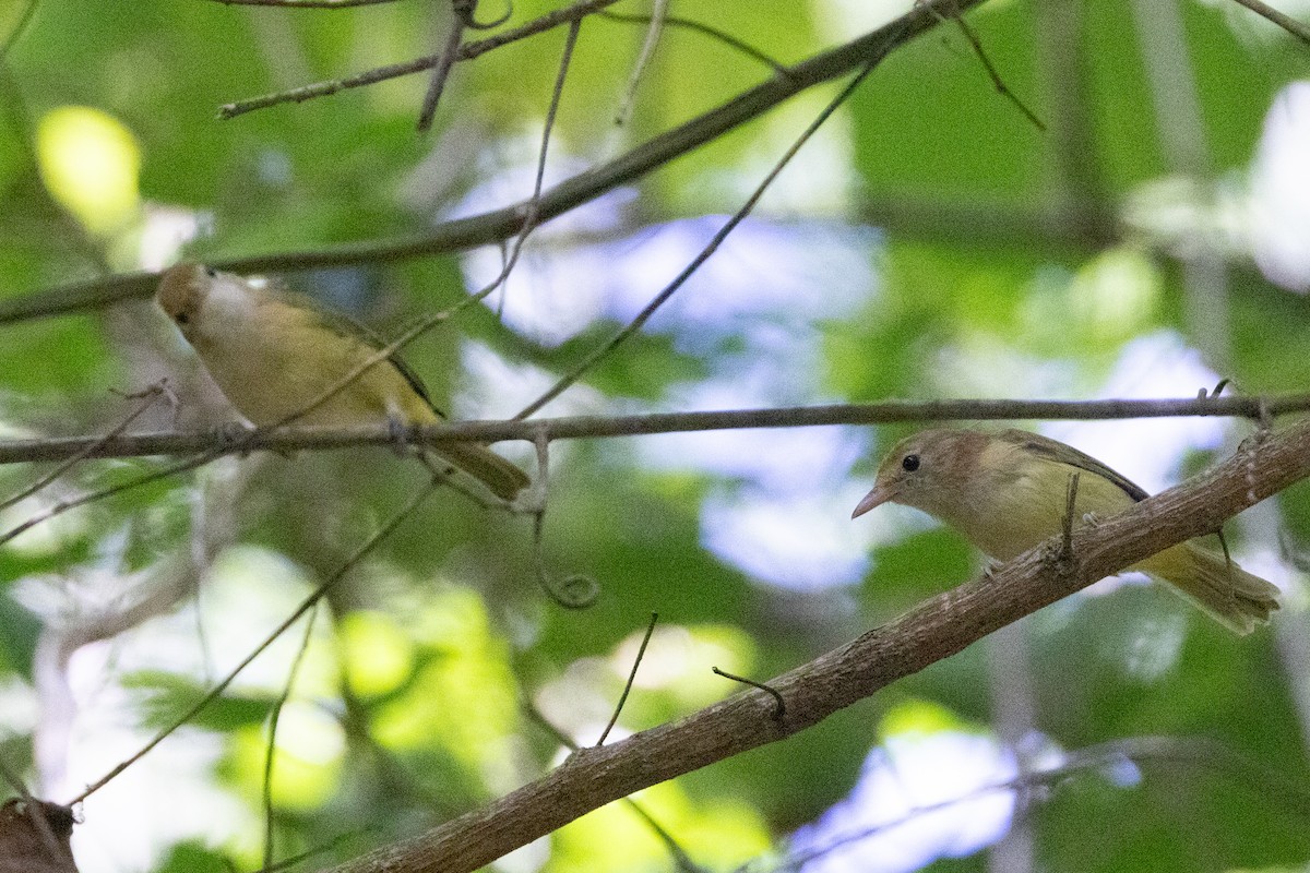 Golden-fronted Greenlet - ML642125387