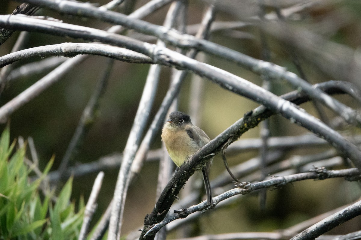 Black-capped Flycatcher - ML642125391