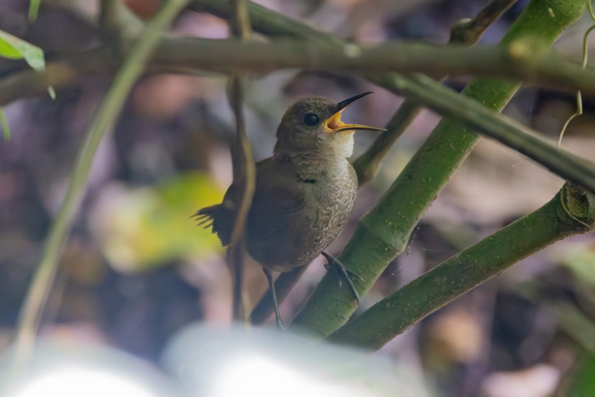 Scaly-breasted Wren - ML642125393
