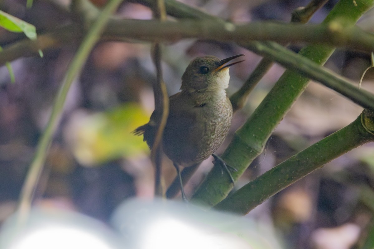 Scaly-breasted Wren - ML642125394