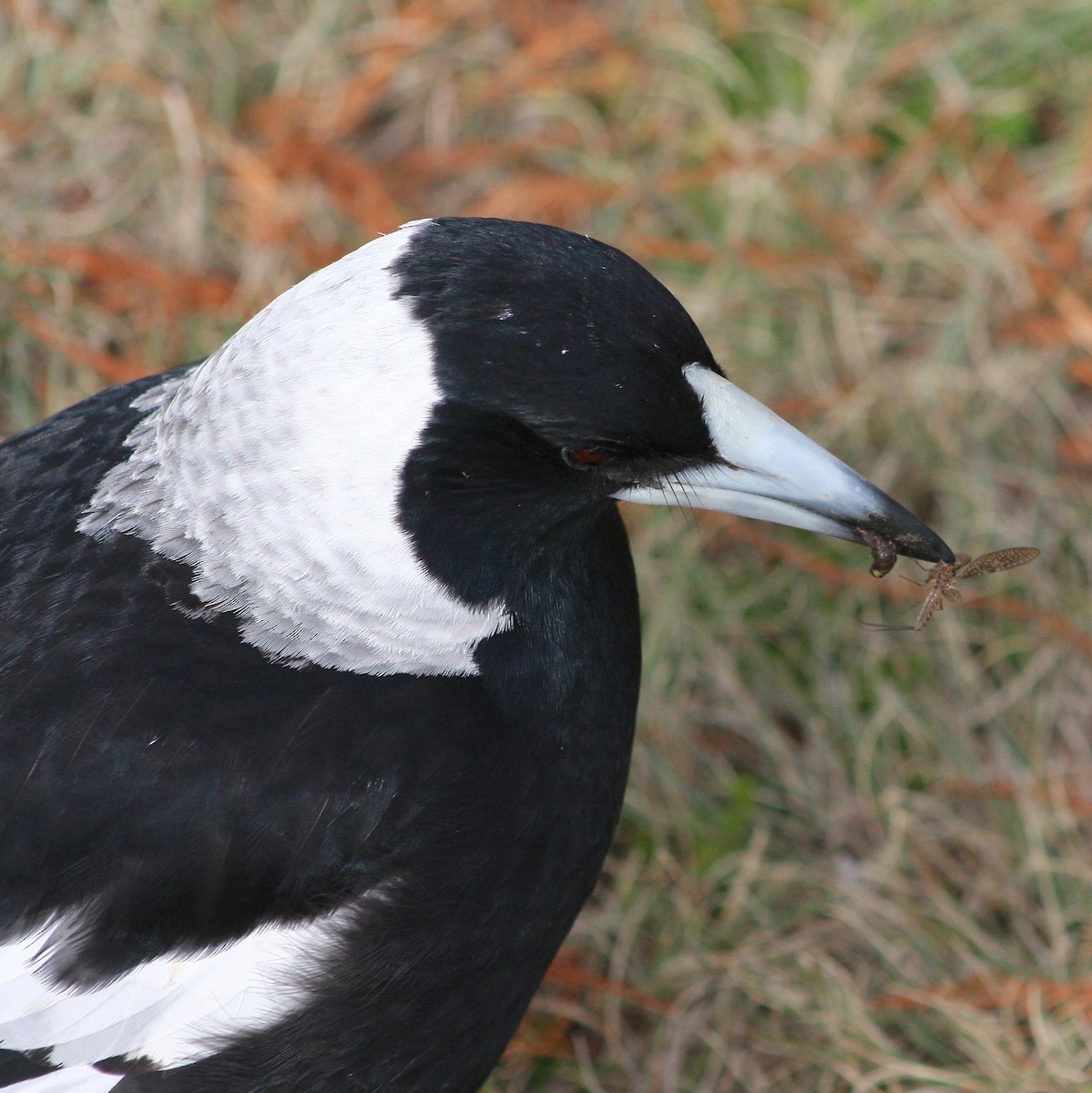 Australian Magpie - ML642125395