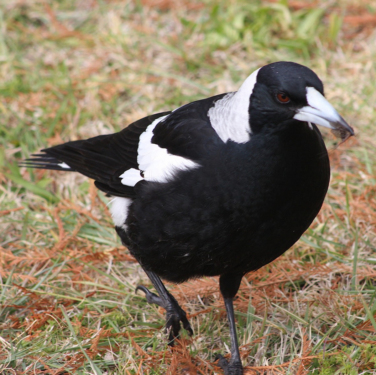 Australian Magpie - ML642125396