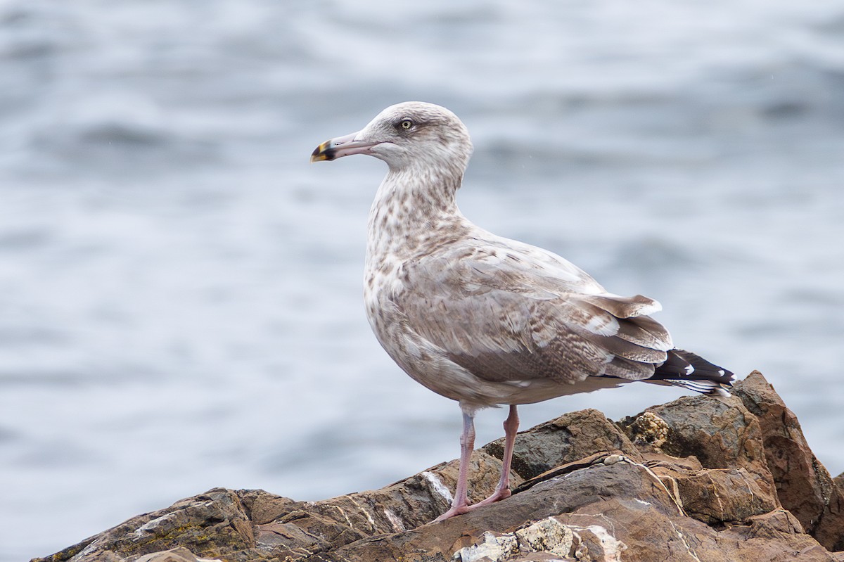 American Herring Gull - ML642125397