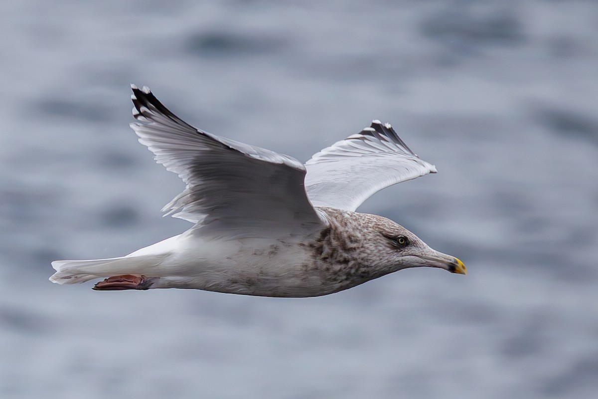 American Herring Gull - ML642125398