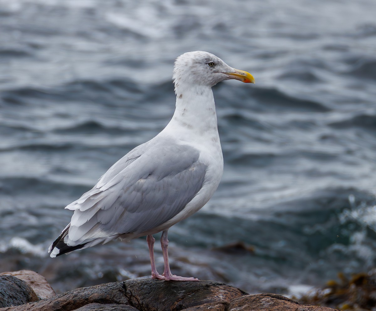 American Herring Gull - ML642125399