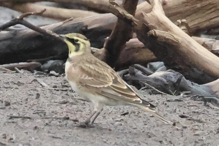 Horned Lark - ML642125400