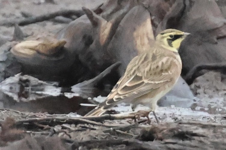Horned Lark - ML642125401
