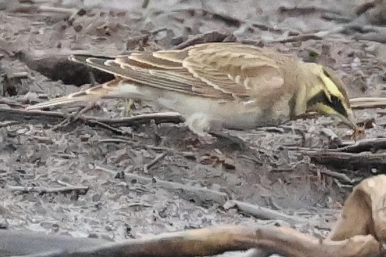 Horned Lark - ML642125402