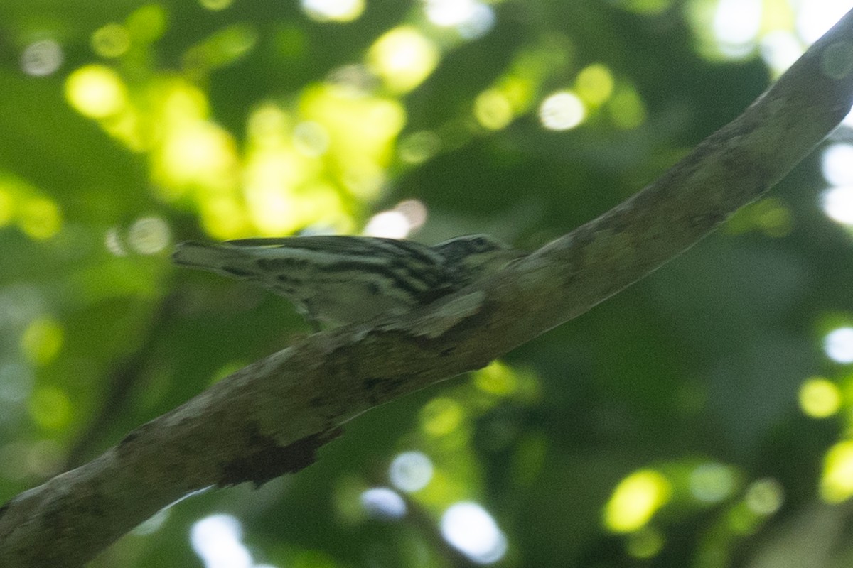 Black-and-white Warbler - ML642125403