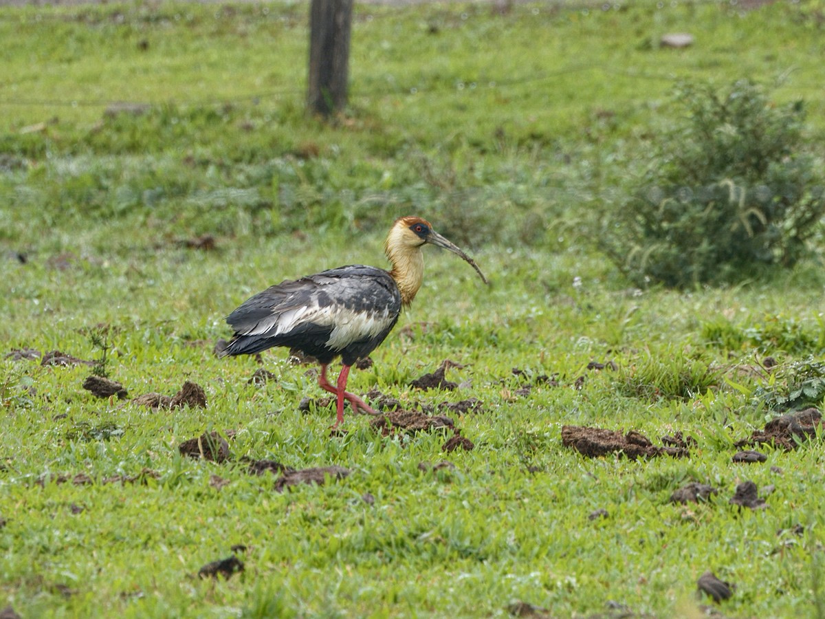 Buff-necked Ibis - ML642125404