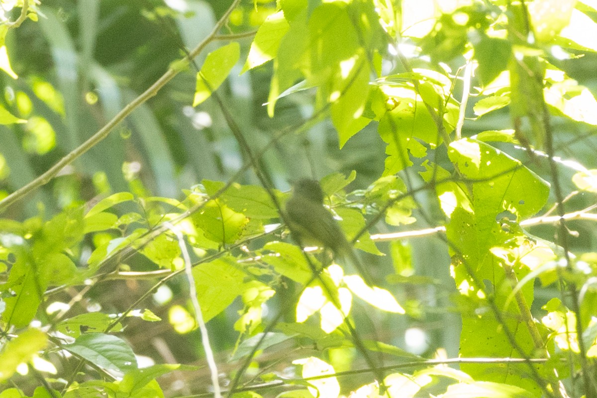 Greenish Elaenia - ML642125406