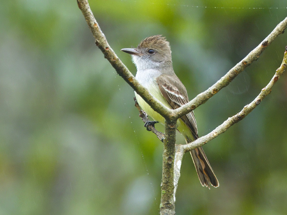 Brown-crested Flycatcher - ML642125407