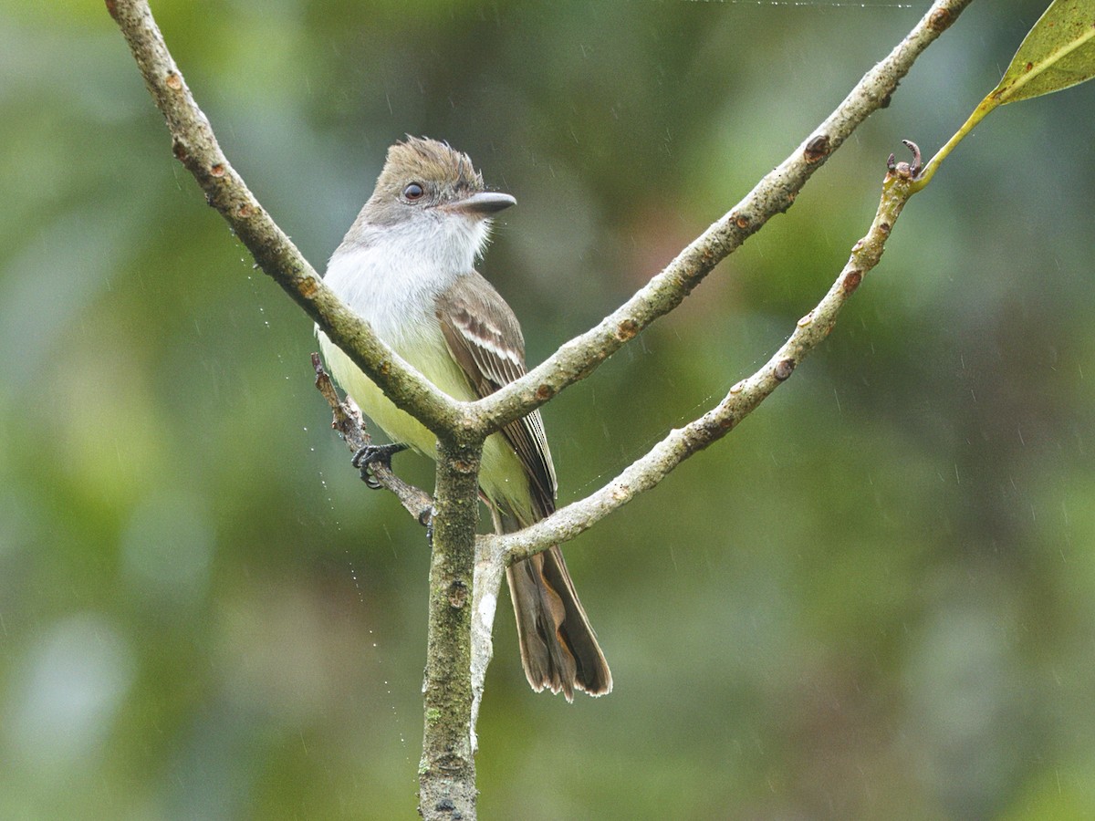 Brown-crested Flycatcher - ML642125408