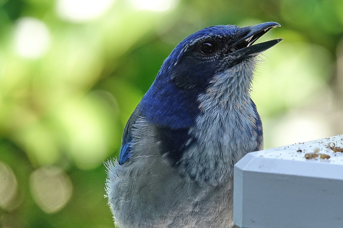 California Scrub-Jay - ML642125409