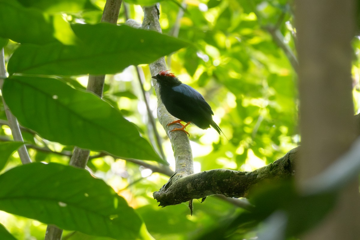 Lance-tailed Manakin - ML642125410