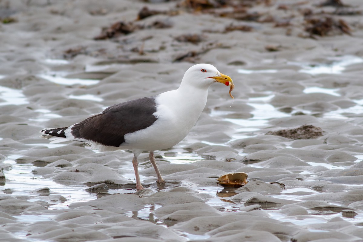 Great Black-backed Gull - ML642125413