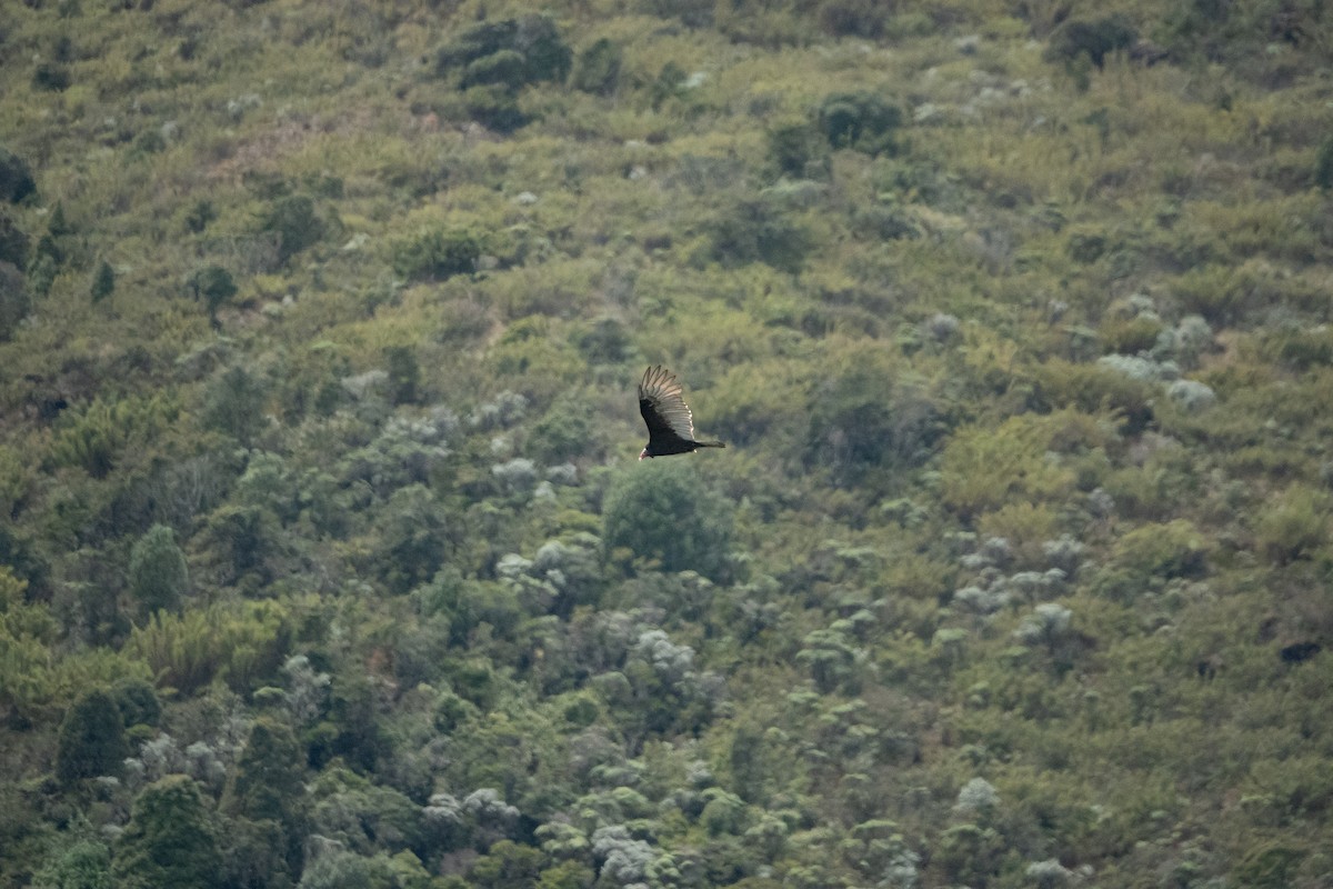 Turkey Vulture - ML642125417