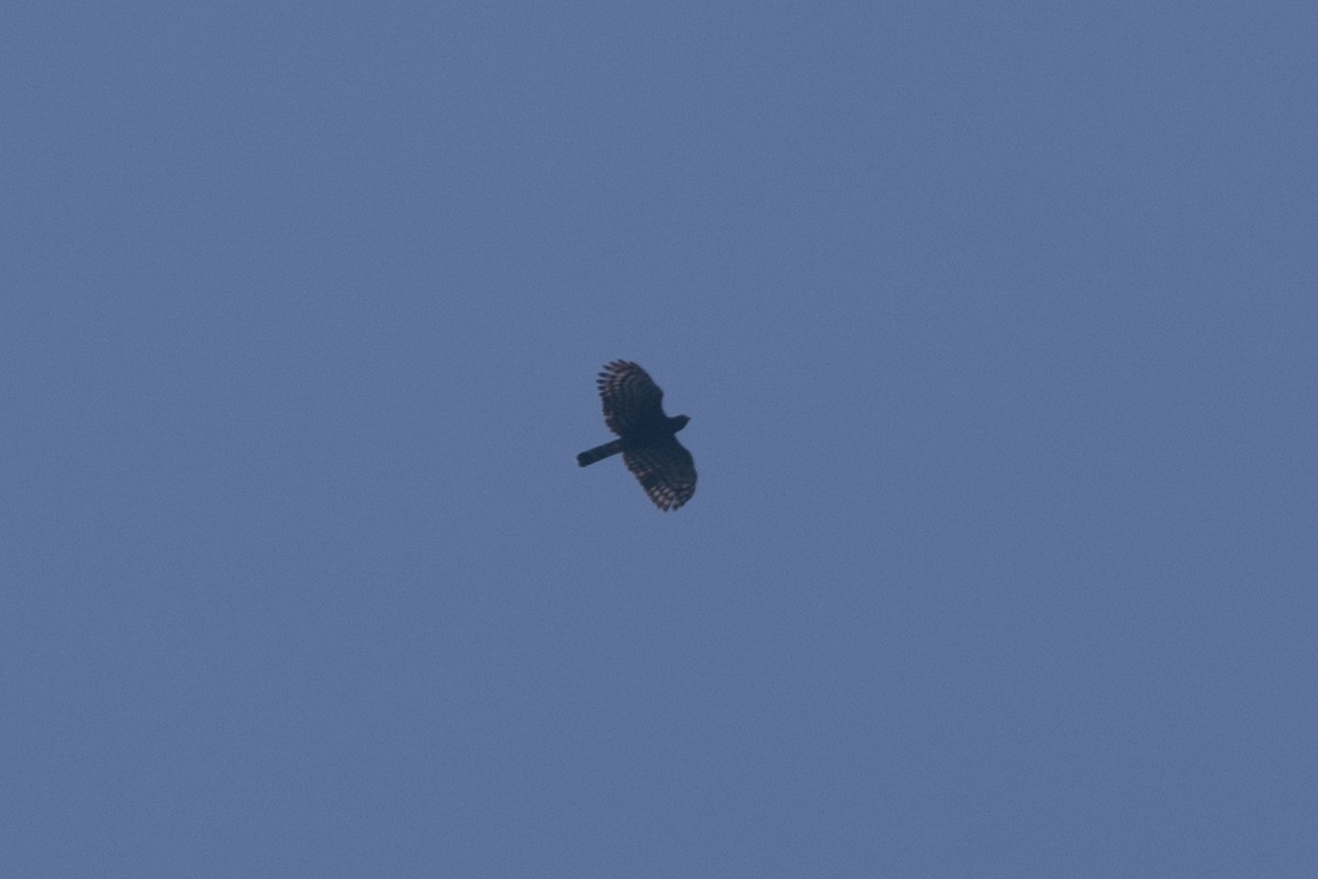 Black Hawk-Eagle - ML642125418