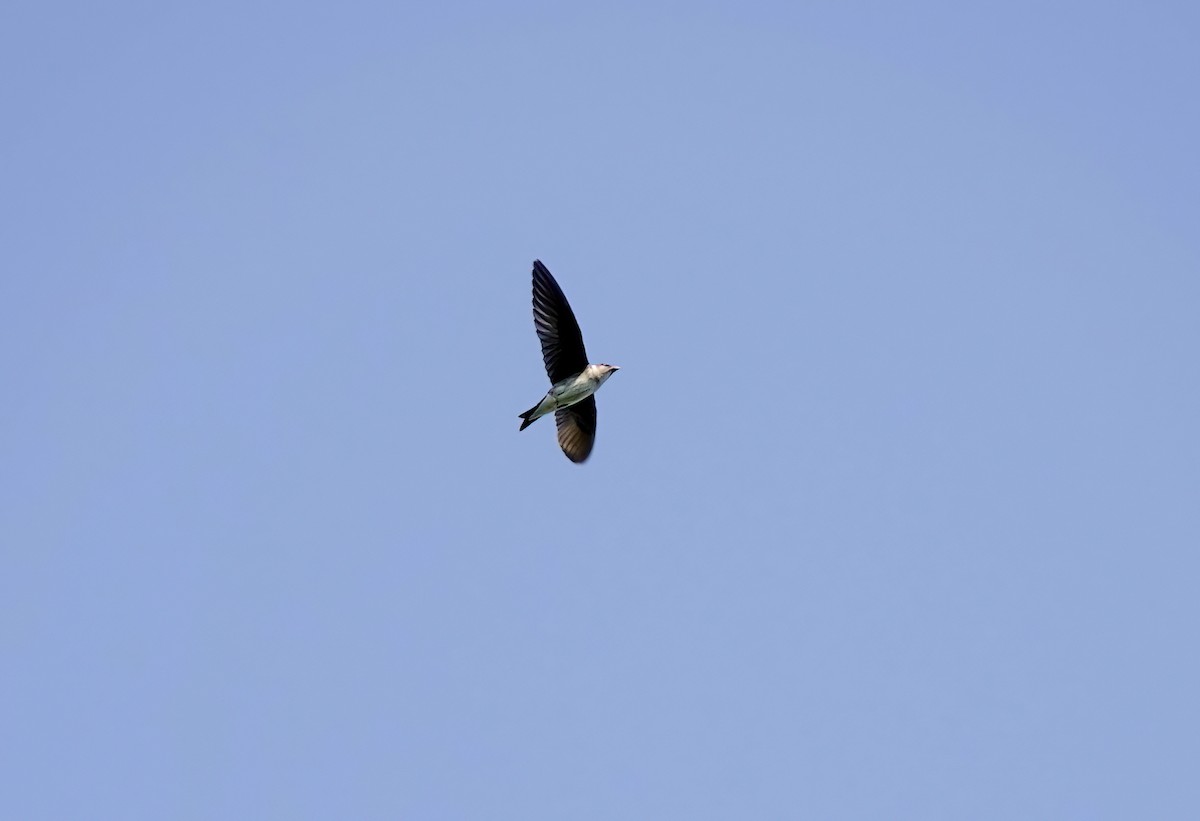 Purple Martin - ML642125421