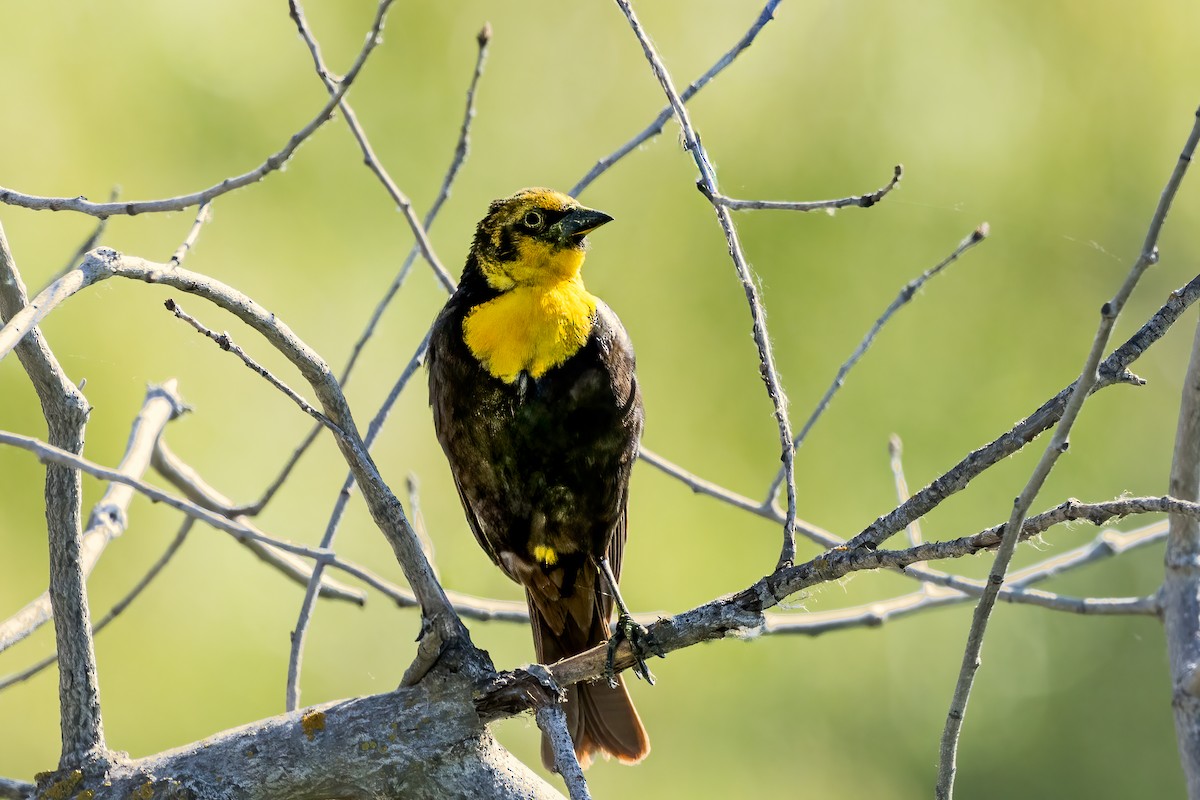 Yellow-headed Blackbird - ML642125422
