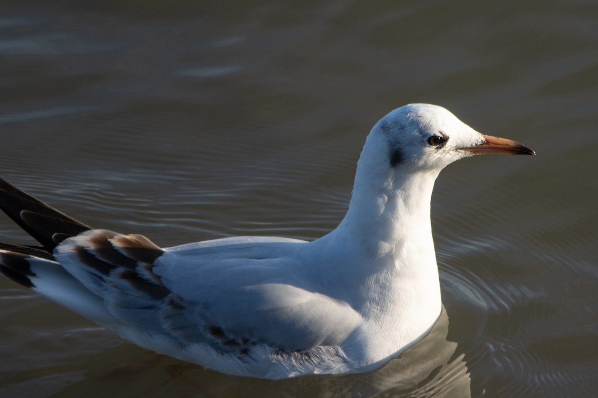 Black-headed Gull - ML642125424