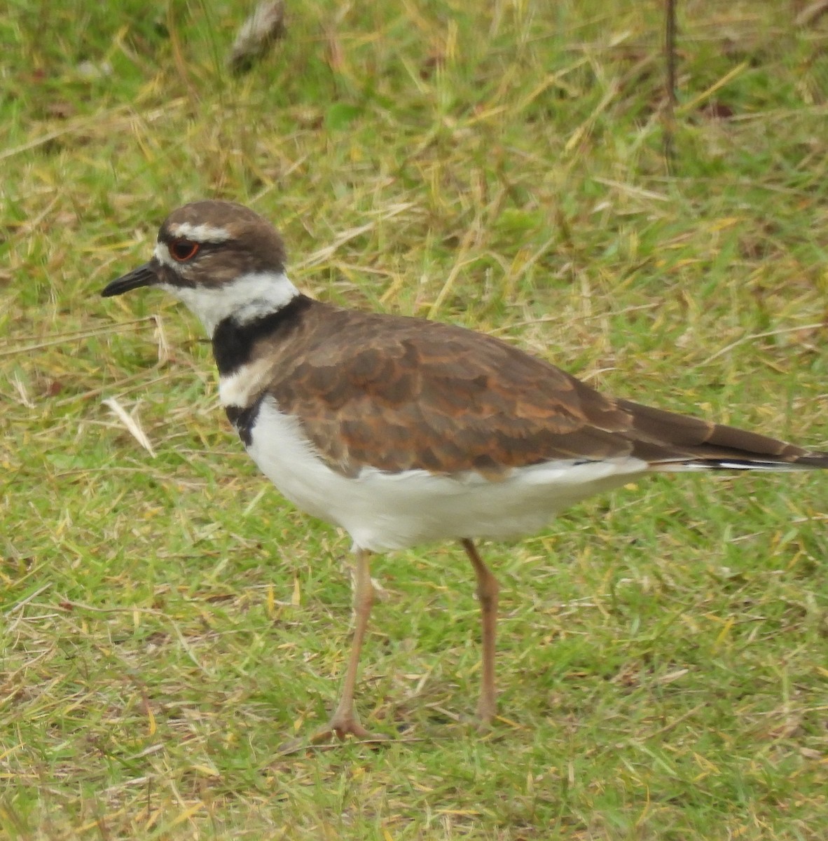 Killdeer - ML642125425