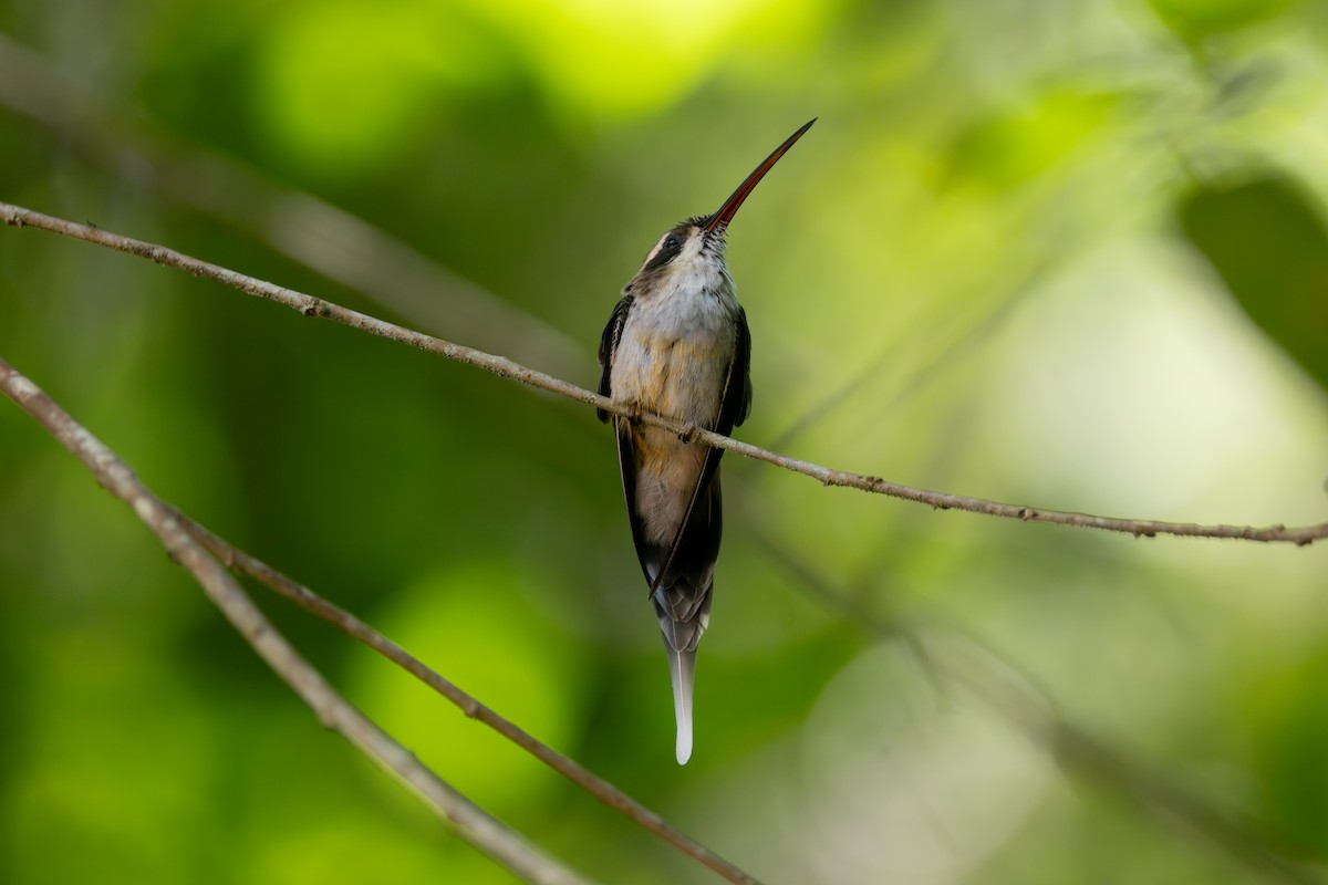 Pale-bellied Hermit - ML642125443