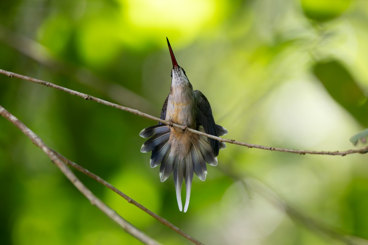 Pale-bellied Hermit - ML642125445