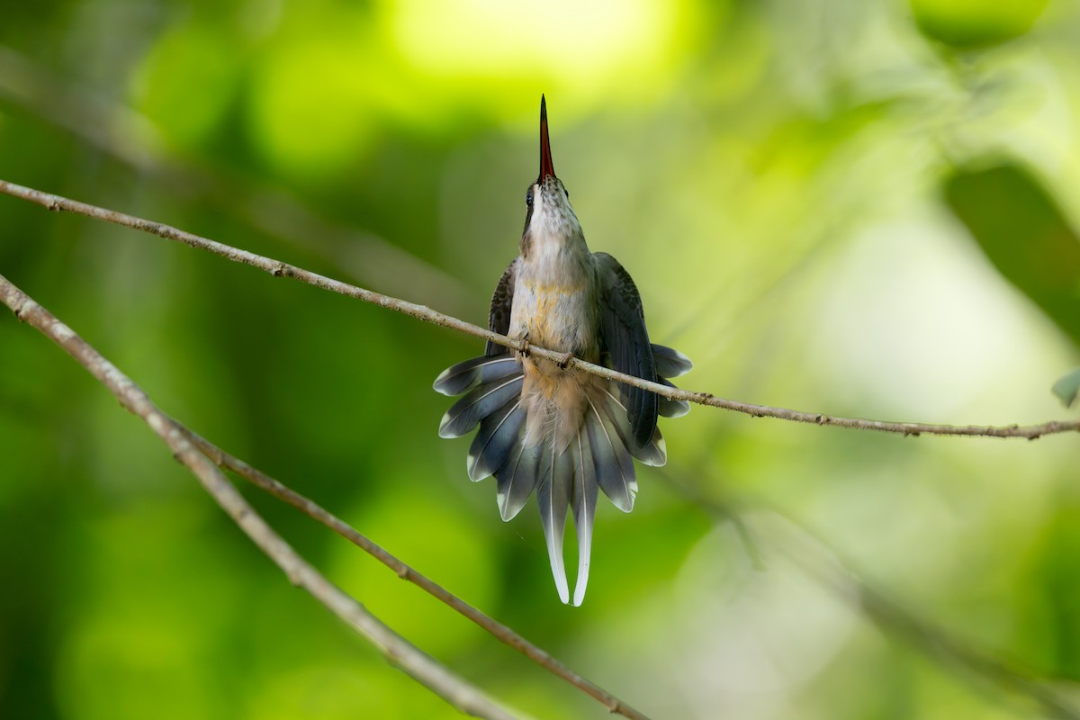 Pale-bellied Hermit - ML642125446