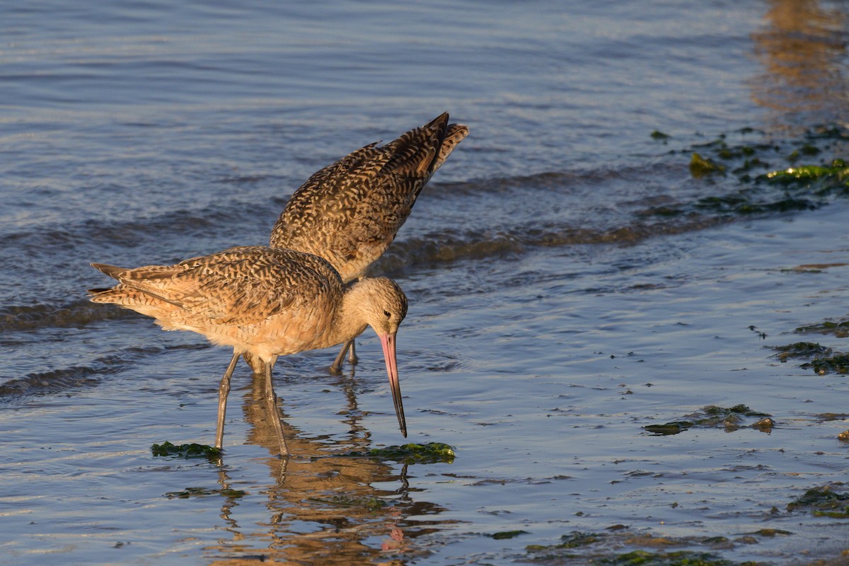 Marbled Godwit - ML642125463