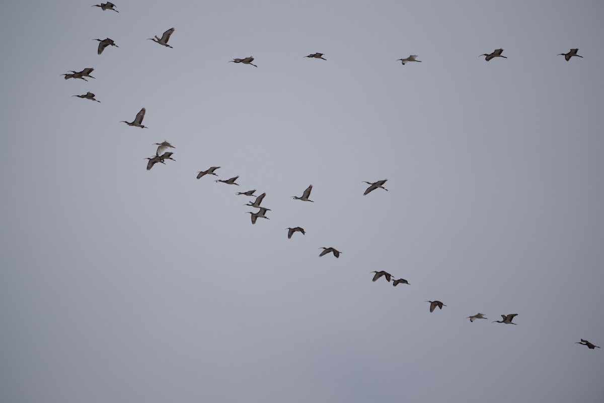 White Ibis - ML642125467