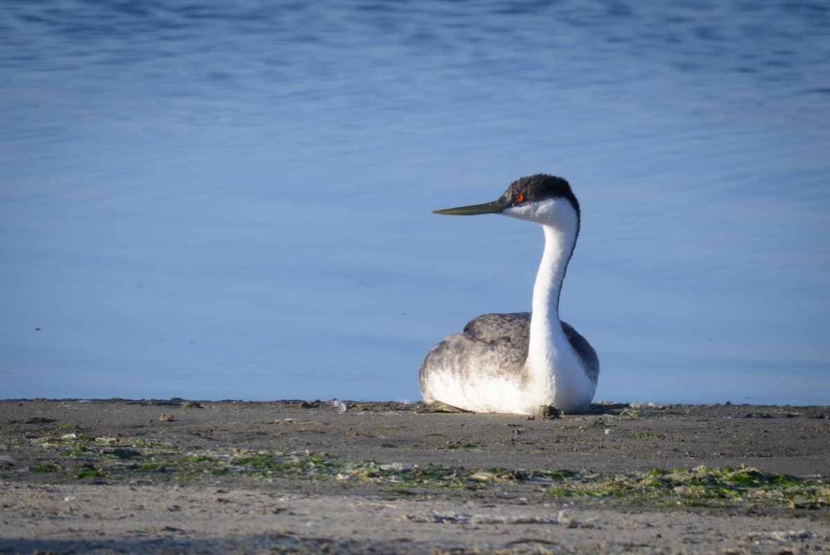 Western Grebe - ML642125468