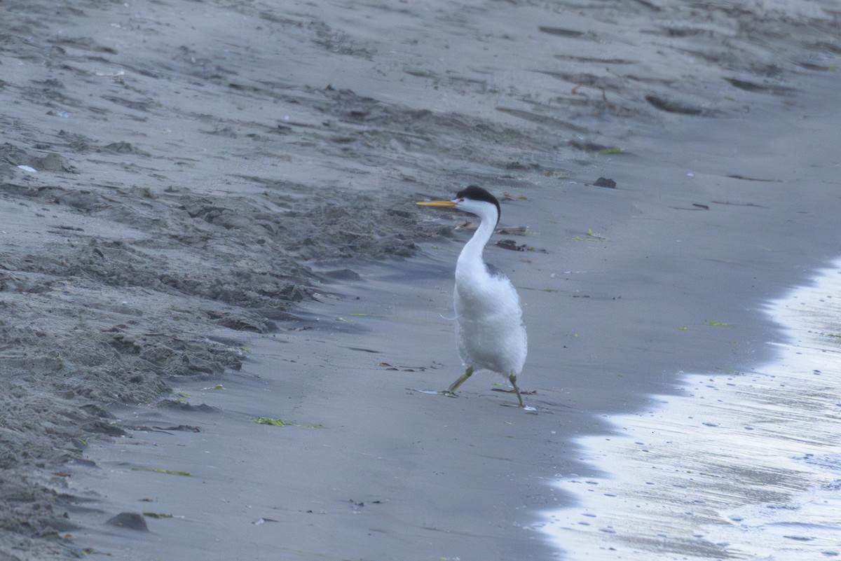 Clark's Grebe - ML642125470
