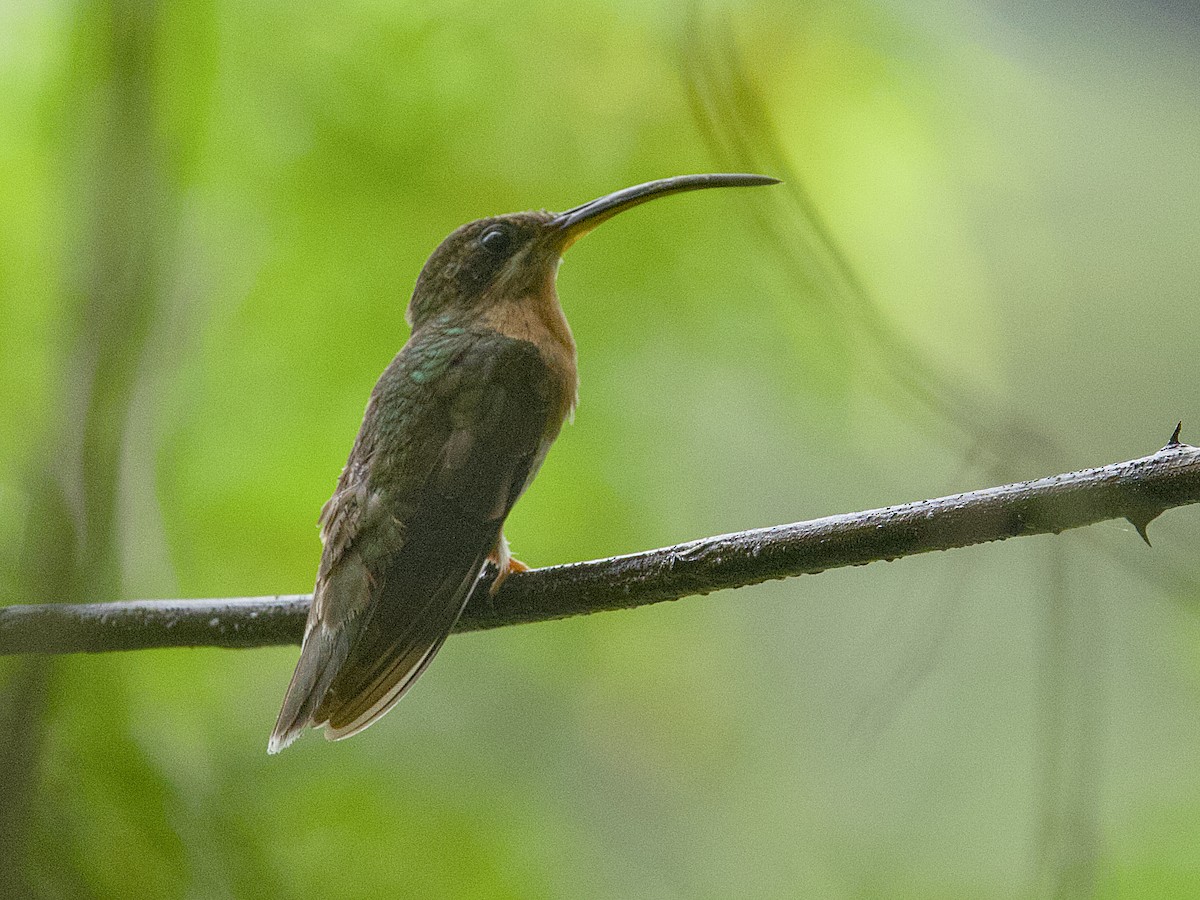 Rufous-breasted Hermit - ML642125475