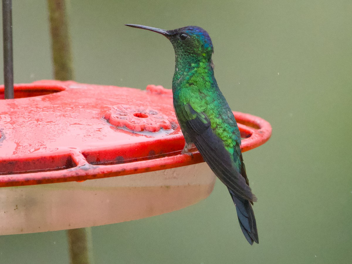 Violet-capped Woodnymph - ML642125485