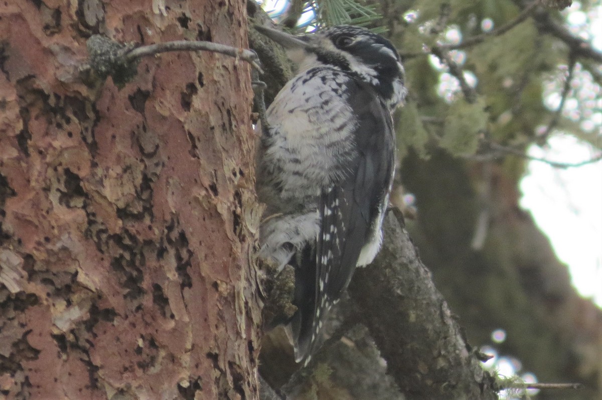 American Three-toed Woodpecker - ML642125486