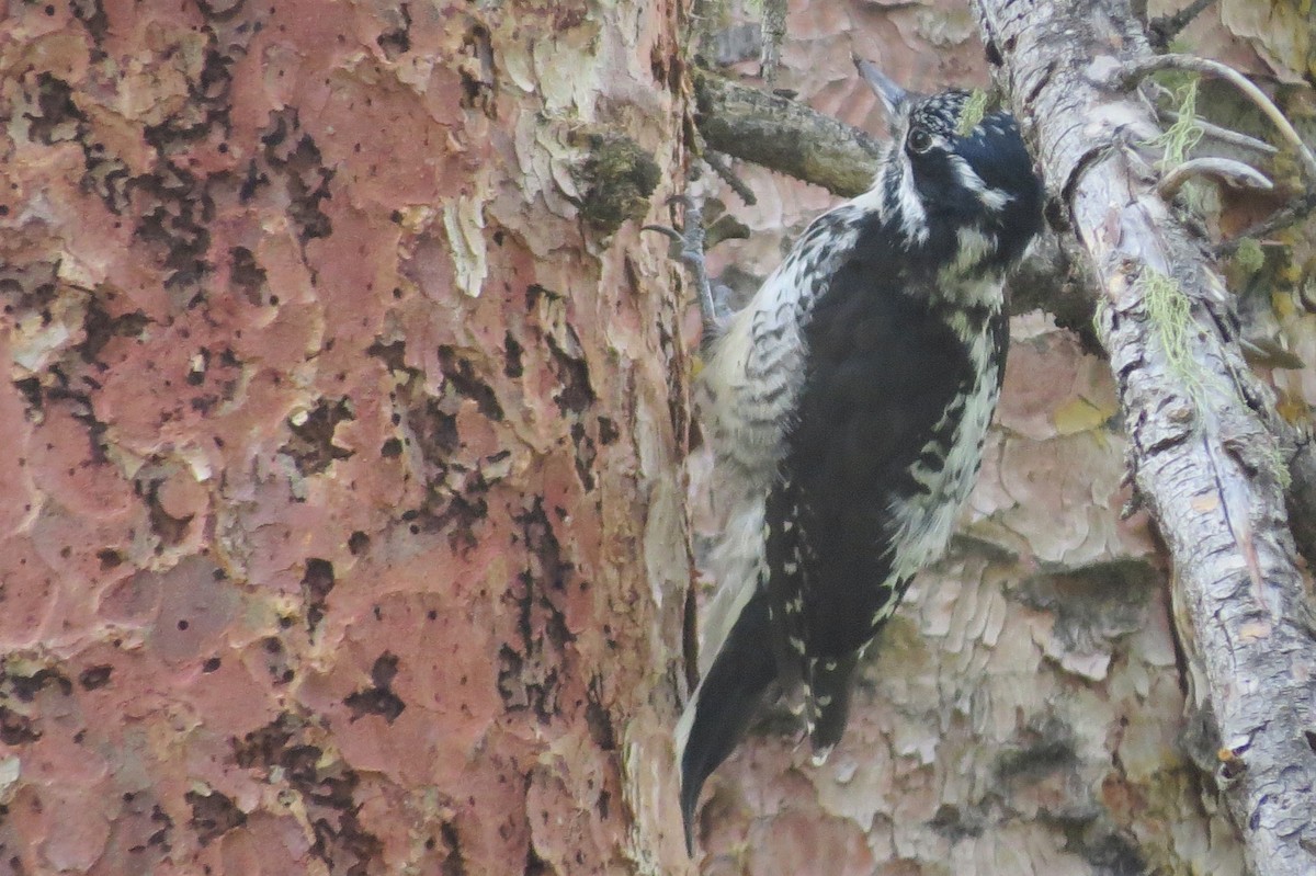 American Three-toed Woodpecker - ML642125487
