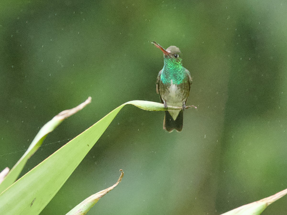 Glittering-throated Emerald - ML642125489