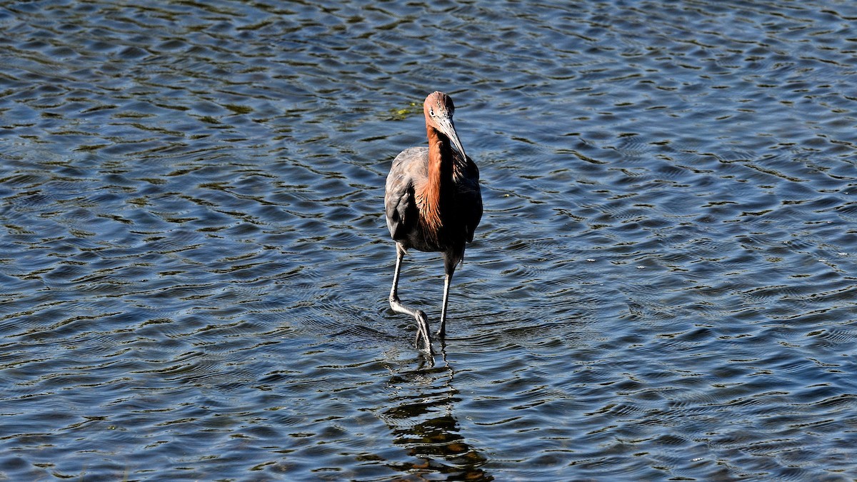 Reddish Egret - ML642125490