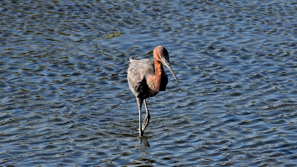 Reddish Egret - ML642125491
