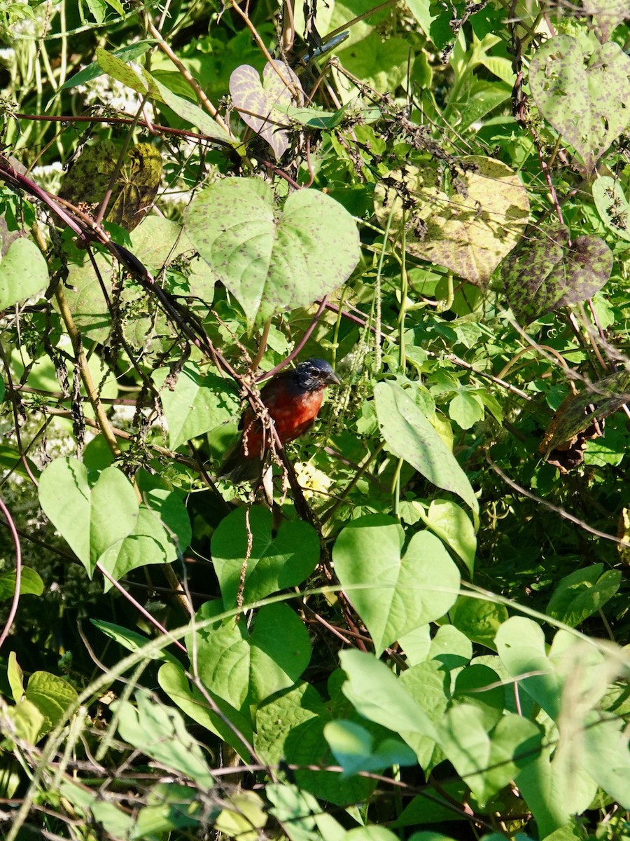 Painted Bunting - ML642125492